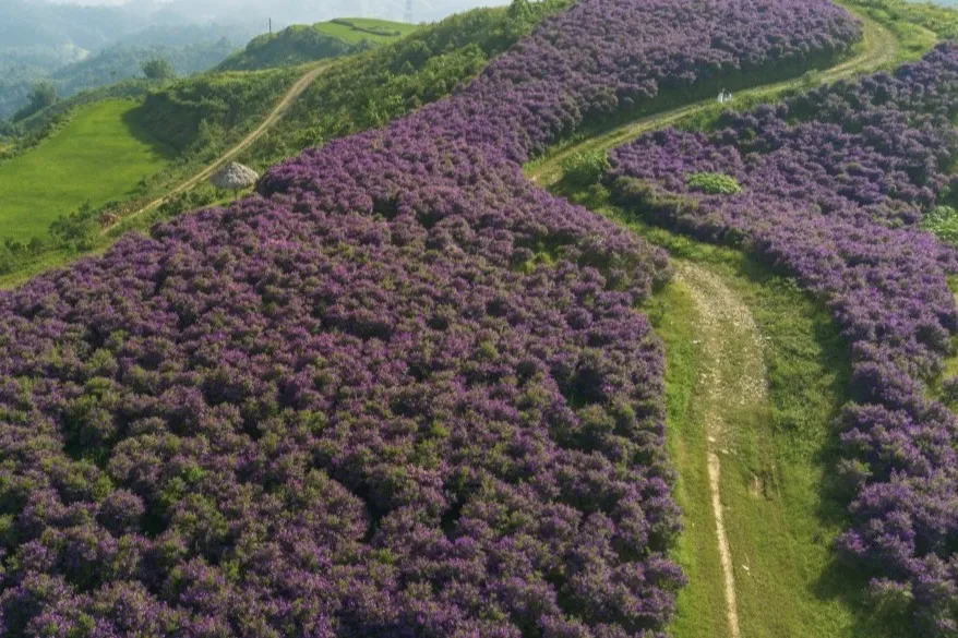 Miles de flores “mua tím” florecen en Sơn La