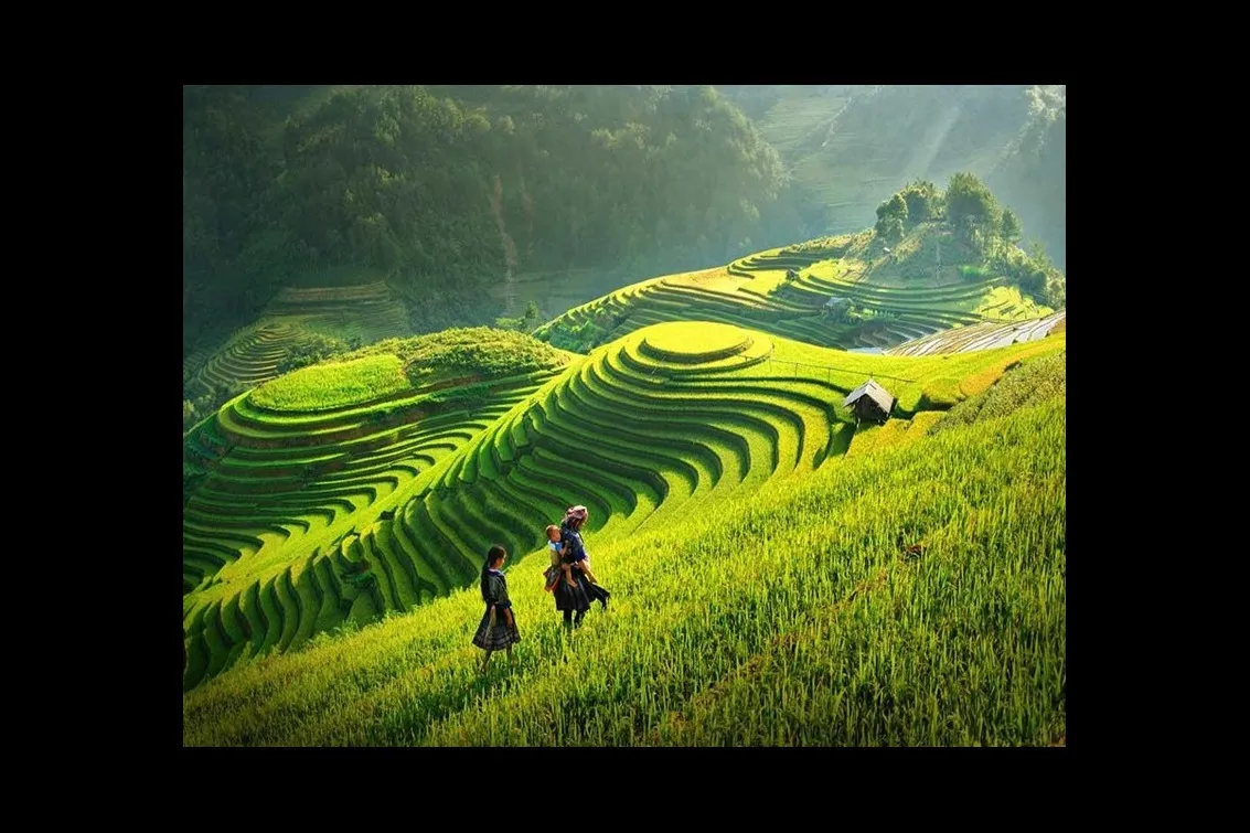 Contemplar los arrozales en terrazas doradas en Hoàng Su Phì