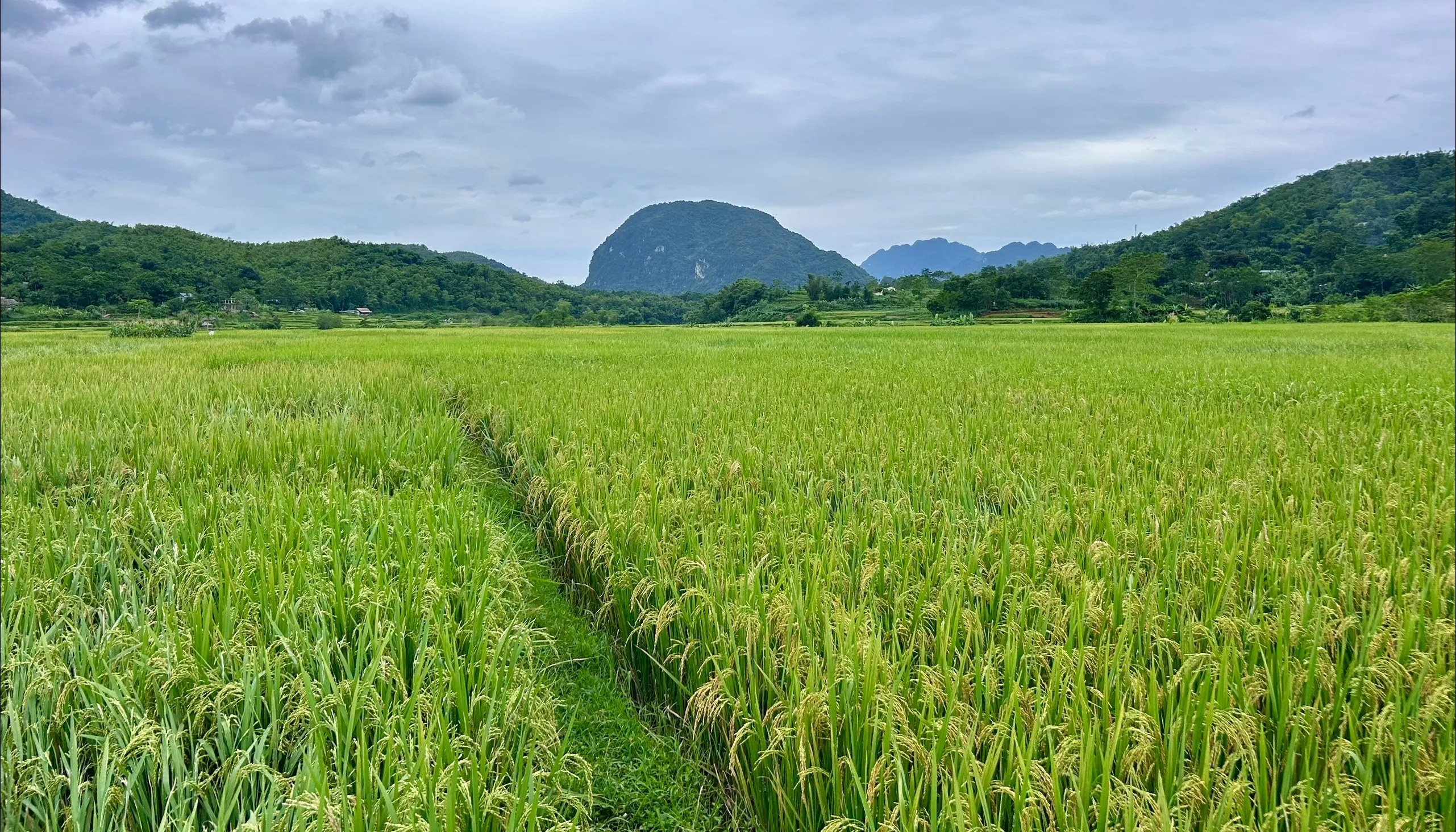 Norte de Vietnam  en 9 días y 8 noches
