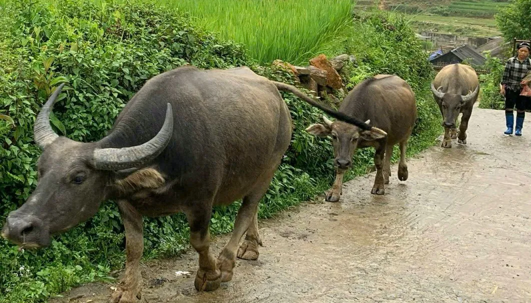 Incanto di Cina, Vietnam, Thailandia e Singapore in 18 Giorni 