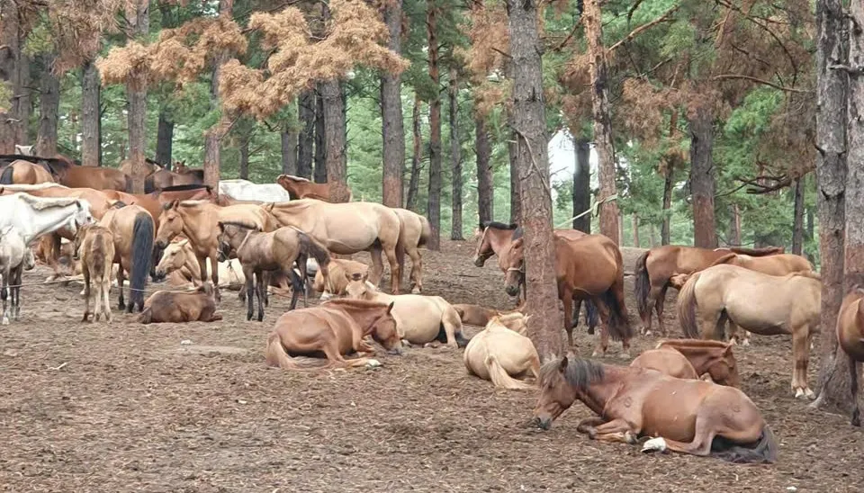  Viaggio in Mongolia e Cina di 15 giorni e 14 notti