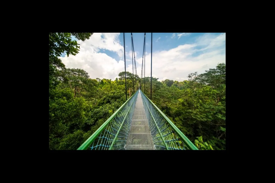 Tre percorsi escursionistici nella foresta di Singapore