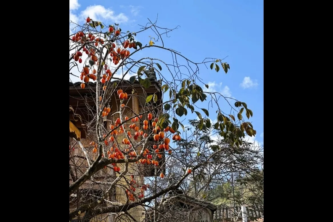 El caqui más fotografiado de Lô Lô Chải