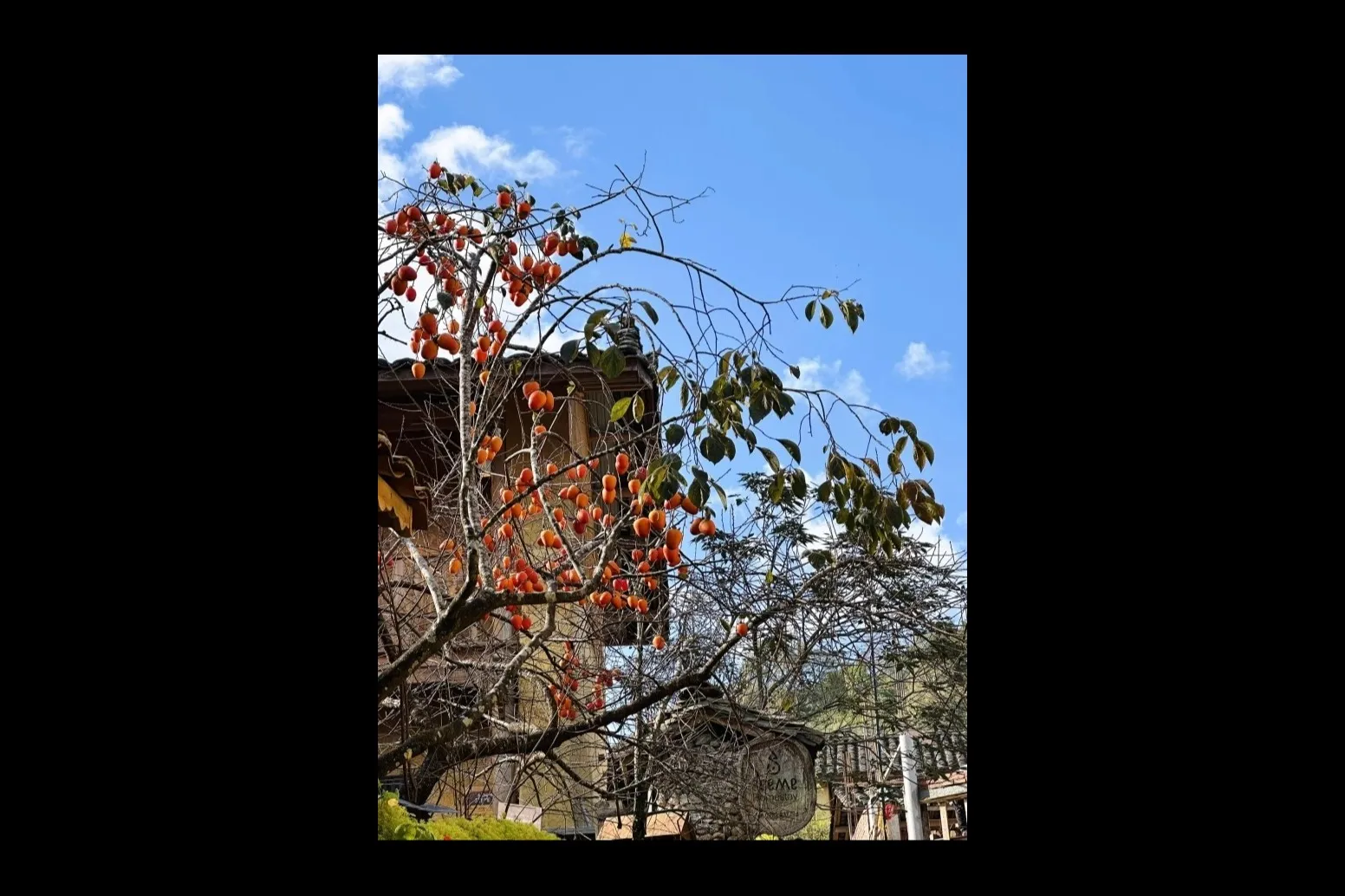 L’albero di cachi più fotografato di Lô Lô Chải