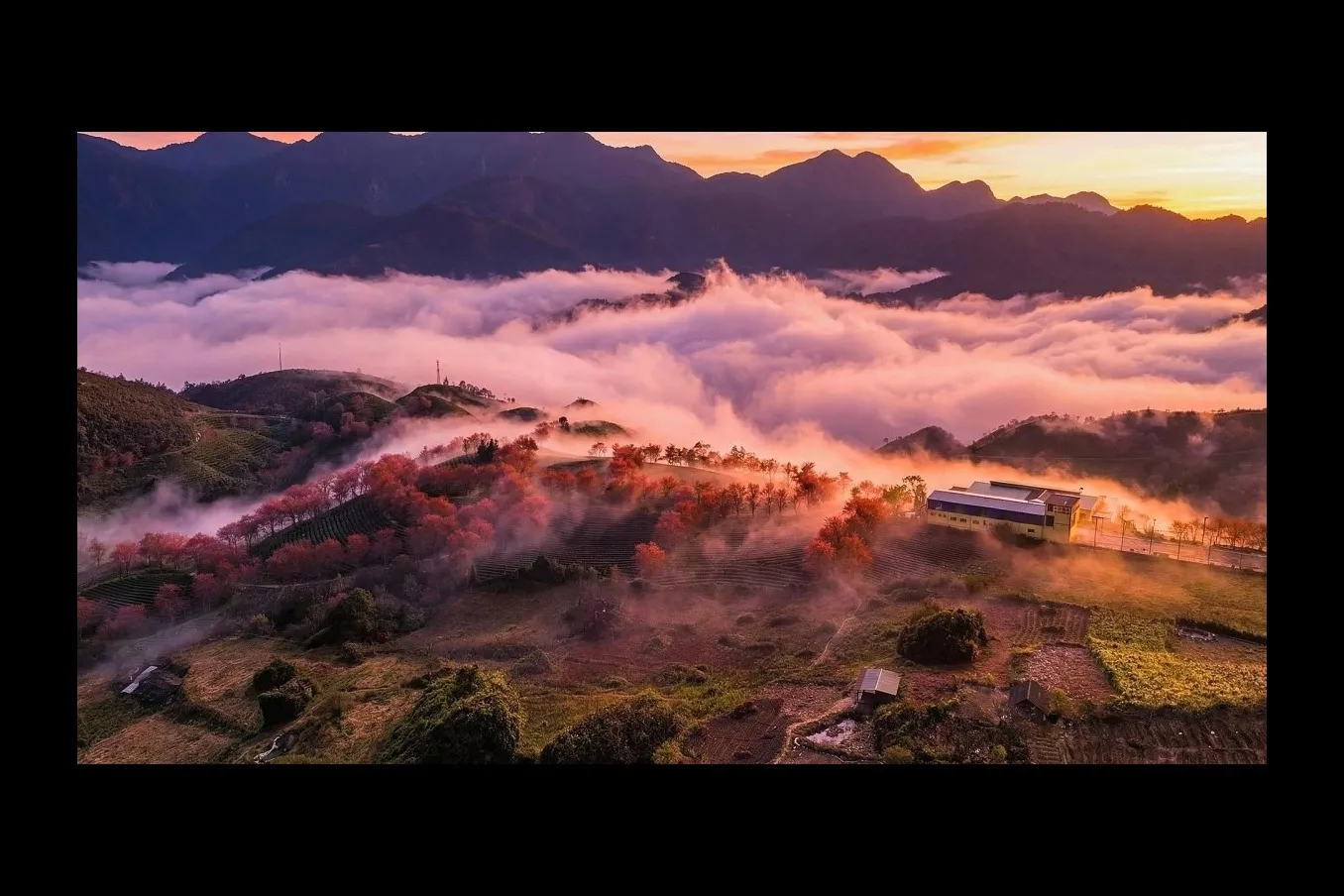 L’ultima stagione dei fiori di ciliegio sulla collina del tè di Sa Pa prima della rimozione