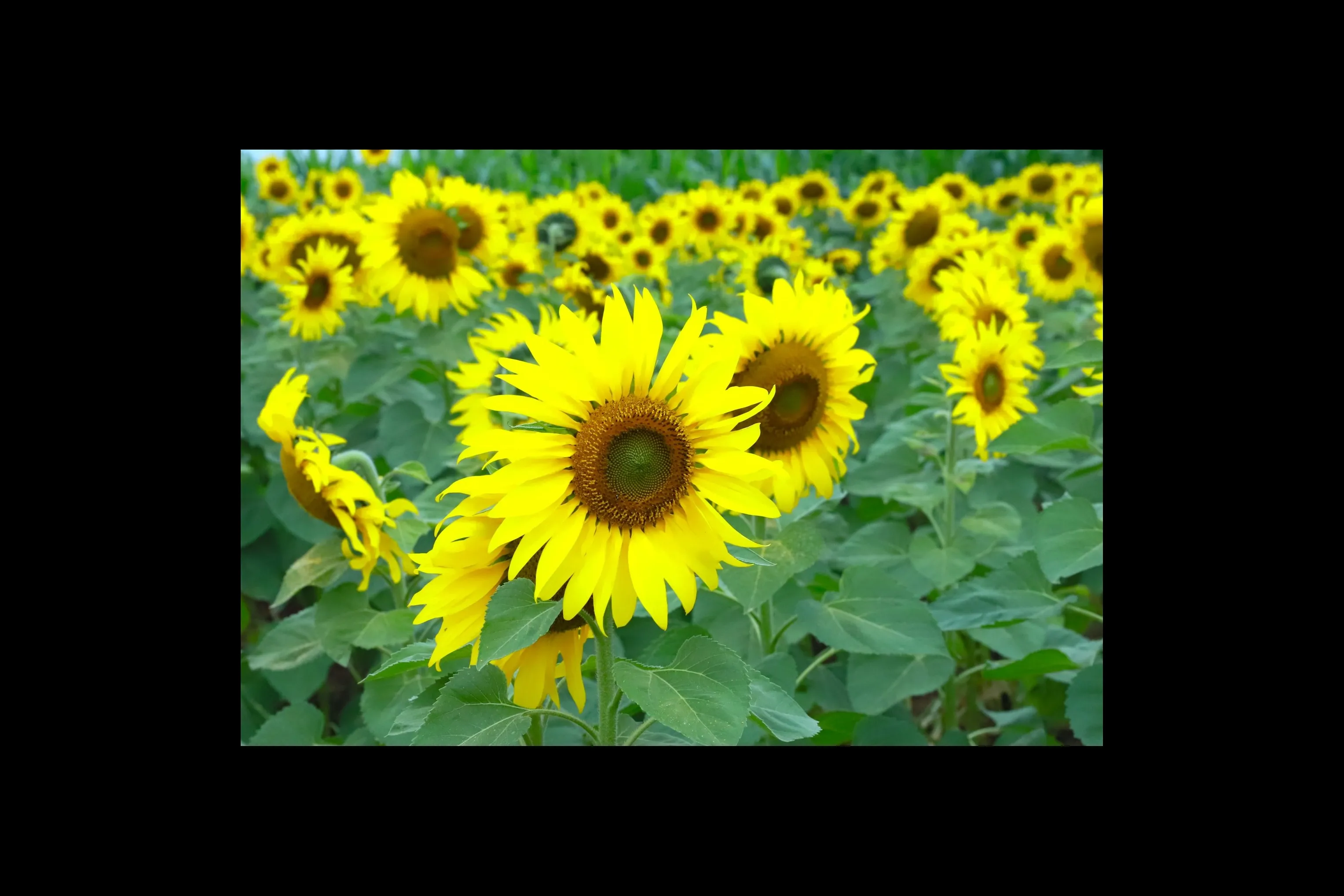 I campi di girasoli di Nghệ An aprono ai visitatori