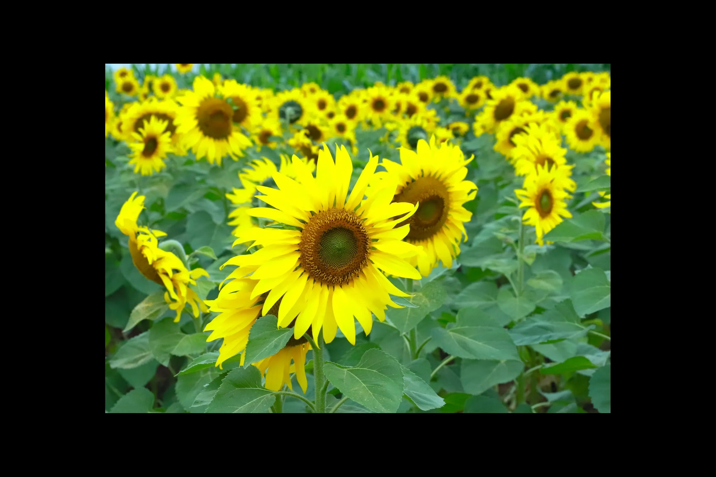 Los campos de girasoles de Nghệ An abren sus puertas a los visitantes