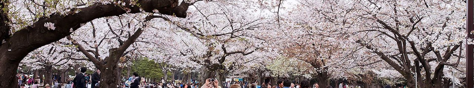 El destino de los árboles centenarios que predicen la floración del sakura en Japón | Asia Encanto Travel
