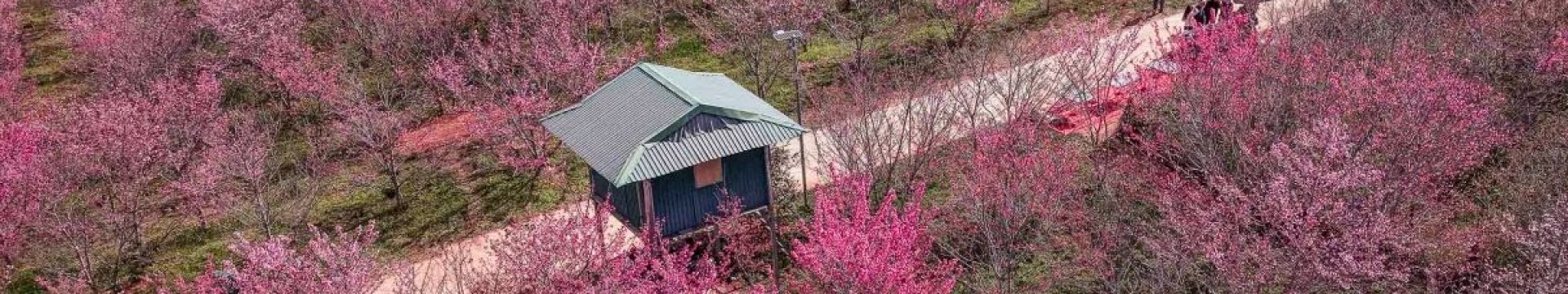 Los cerezos japoneses florecen en medio del bosque en Điện Biên