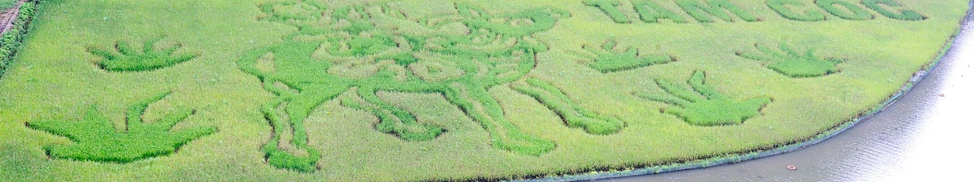 Caballos gigantes en los arrozales de Tam Coc – Lo más destacado del turismo en Ninh Binh 2026 | Asia Encanto Travel