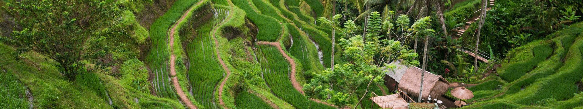 Terrazas de arroz de Tegalalang Bali – El mejor lugar para hacer check-in en Ubud 2026 | Asia Encanto Travel