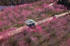 Los cerezos japoneses florecen en medio del bosque en Điện Biên