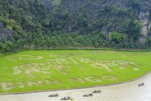 Caballos gigantes en los arrozales de Tam Coc – Lo más destacado del turismo en Ninh Binh 2026 | Asia Encanto Travel