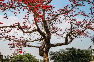 un espectáculo natural en las afueras de Hanói