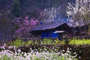 ¿Cuál es la mejor época para viajar a Sapa? El momento dorado para tus viajes