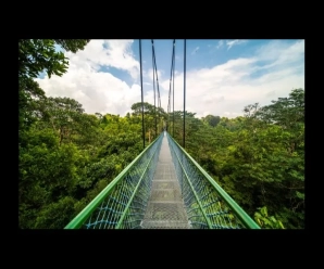 Tres rutas de senderismo a través del bosque en Singapur