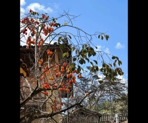 El caqui más fotografiado de Lô Lô Chải