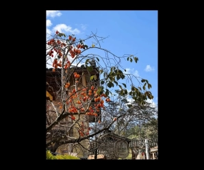 L’albero di cachi più fotografato di Lô Lô Chải