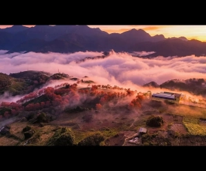 L’ultima stagione dei fiori di ciliegio sulla collina del tè di Sa Pa prima della rimozione