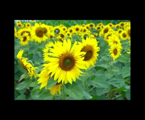 I campi di girasoli di Nghệ An aprono ai visitatori