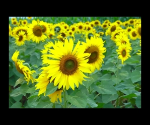 Los campos de girasoles de Nghệ An abren sus puertas a los visitantes